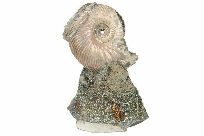 Iridescent, Pyritized Ammonite (Quenstedticeras) Fossil Display #193223
